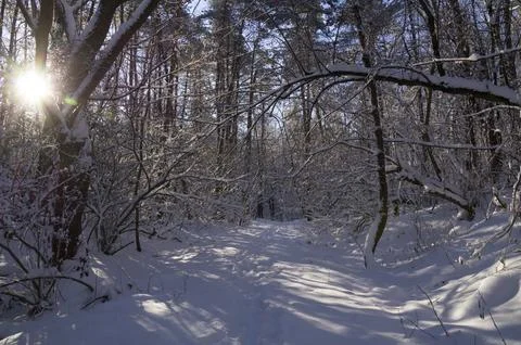 A narrow path through a snow-covered park at sunset on a winter evening, with Stock Photos