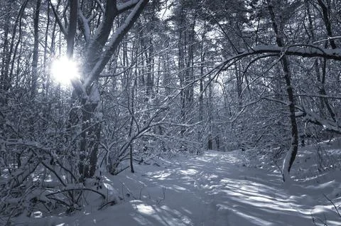 A narrow path through a snow-covered park at sunset on a winter evening, with Stock Photos