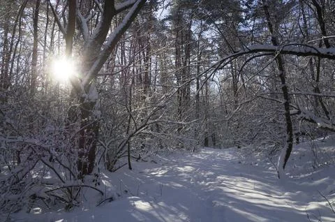 A narrow path through a snow-covered park at sunset on a winter evening, with Stock Photos