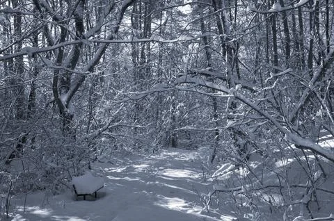 A narrow path through a snow-covered park at sunset on a winter evening, with Stock Photos