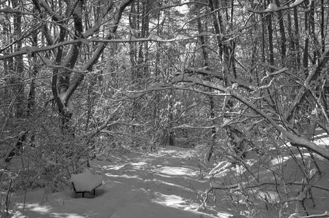 A narrow path through a snow-covered park at sunset on a winter evening, with Stock Photos