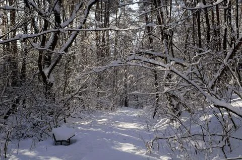 A narrow path through a snow-covered park at sunset on a winter evening, with Stock Photos