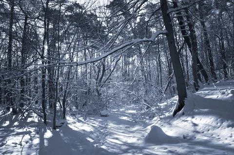 A narrow path through a snow-covered park at sunset on a winter evening, with Stock Photos