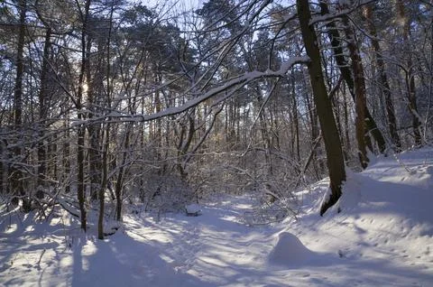 A narrow path through a snow-covered park at sunset on a winter evening, with Stock Photos