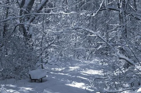 A narrow path through a snow-covered park at sunset on a winter evening, with Stock Photos