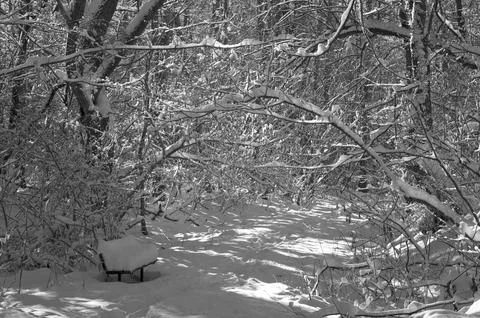 A narrow path through a snow-covered park at sunset on a winter evening, with Stock Photos