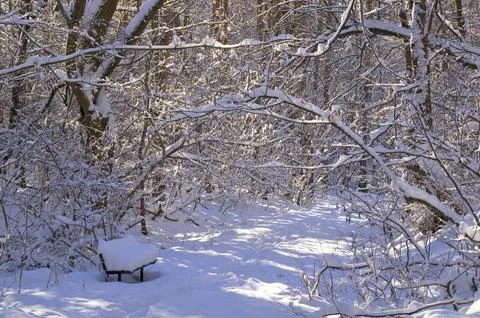 A narrow path through a snow-covered park at sunset on a winter evening, with Stock Photos