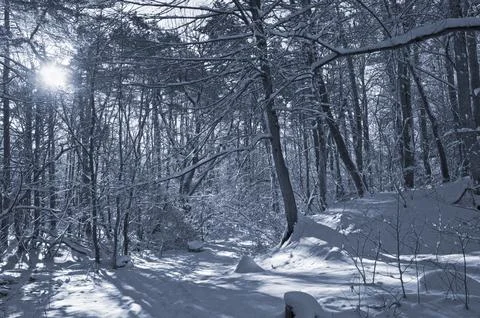 A narrow path through a snow-covered park at sunset on a winter evening, with Stock Photos
