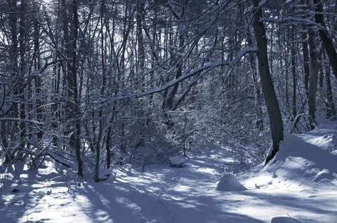 A narrow path through a snow-covered park at sunset on a winter evening, with Stock Photos