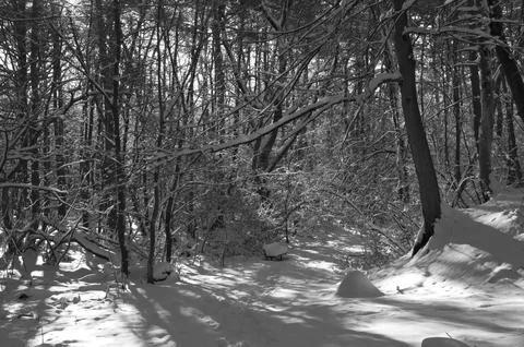 A narrow path through a snow-covered park at sunset on a winter evening, wi.. Foto stock