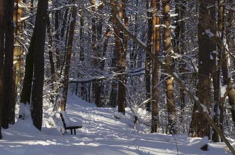 A narrow path through a snow-covered park at sunset on a winter evening, wi.. Stock Photos