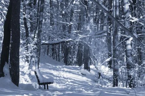 A narrow path through a snow-covered park at sunset on a winter evening, wi.. Stock Photos