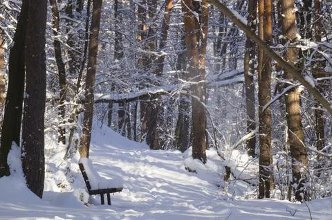A narrow path through a snow-covered park at sunset on a winter evening, wi.. Stock Photos
