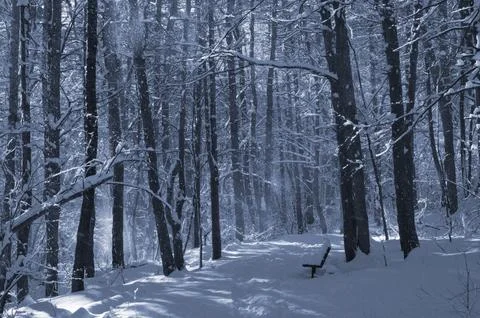 A narrow path through a snow-covered park at sunset on a winter evening, with Stock Photos