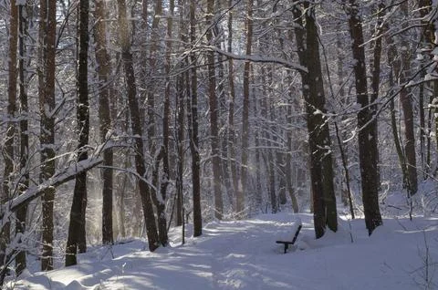 A narrow path through a snow-covered park at sunset on a winter evening, with Foto stock