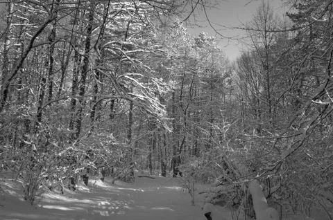 A narrow path through a snow-covered park at sunset on a winter evening, with Stock Photos