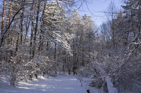 A narrow path through a snow-covered park at sunset on a winter evening, with Stock Photos