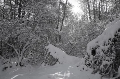 A narrow path through a snow-covered park at sunset on a winter evening, with Stock Photos