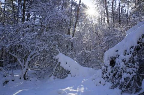 A narrow path through a snow-covered park at sunset on a winter evening, wi.. Stock Photos