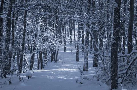 A narrow path through a snow-covered park at sunset on a winter evening, wi.. Foto stock