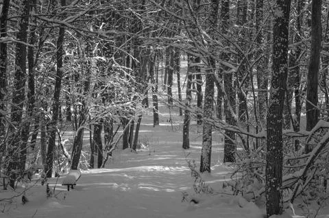 A narrow path through a snow-covered park at sunset on a winter evening, with Stock Photos