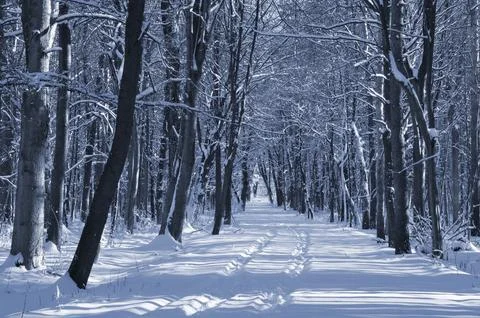 A narrow path through a snow-covered park at sunset on a winter evening, with Stock Photos