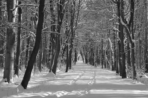 A narrow path through a snow-covered park at sunset on a winter evening, with Stock Photos
