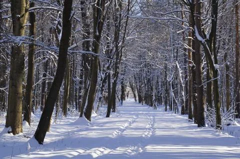 A narrow path through a snow-covered park at sunset on a winter evening, with Foto stock