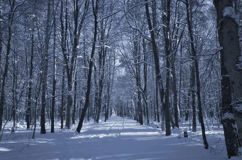 A narrow path through a snow-covered park at sunset on a winter evening, with Foto stock