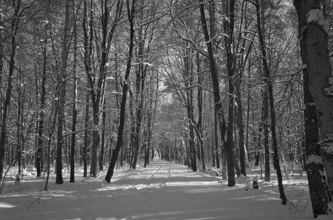 A narrow path through a snow-covered park at sunset on a winter evening, with Stock Photos