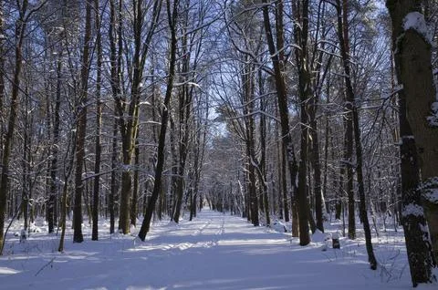 A narrow path through a snow-covered park at sunset on a winter evening, with Stock Photos