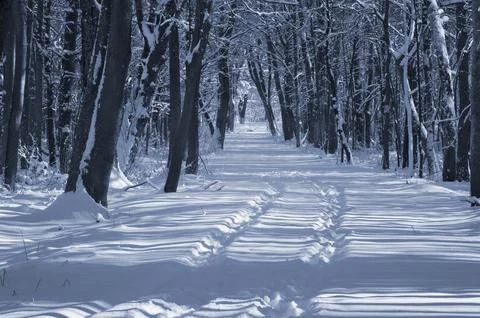 A narrow path through a snow-covered park at sunset on a winter evening, with Stock Photos