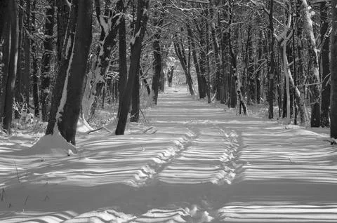 A narrow path through a snow-covered park at sunset on a winter evening, with Stock Photos