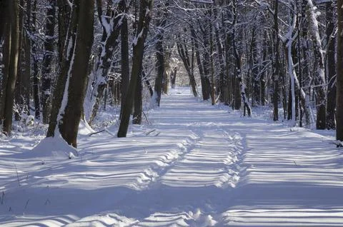 A narrow path through a snow-covered park at sunset on a winter evening, with Stock Photos