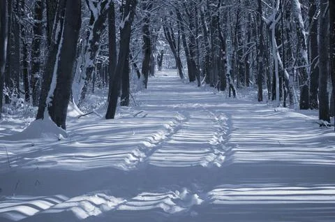 A narrow path through a snow-covered park at sunset on a winter evening, with Stock Photos