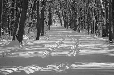 A narrow path through a snow-covered park at sunset on a winter evening, with Stock Photos