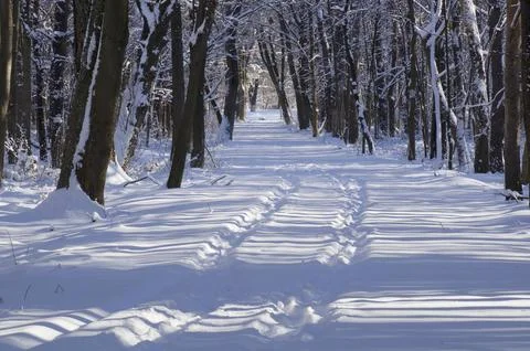 A narrow path through a snow-covered park at sunset on a winter evening, with Stock Photos