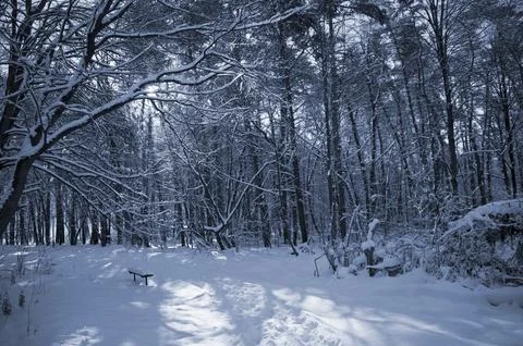 A narrow path through a snow-covered park at sunset on a winter evening, wi.. Stock Photos
