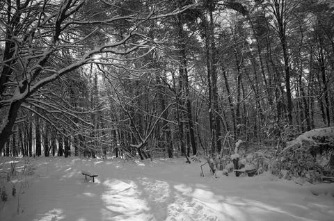 A narrow path through a snow-covered park at sunset on a winter evening, wi.. Stock Photos