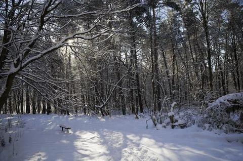 A narrow path through a snow-covered park at sunset on a winter evening, wi.. Stock Photos