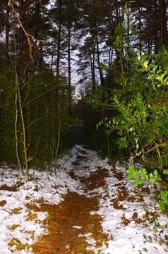 A narrow path through the thicket of a winter forest Foto stock