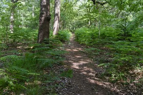 Narrow path through the trees deep in Sherwood Forest. Stock Photos