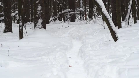 Narrow path trampled in the snow Video stock 263189084