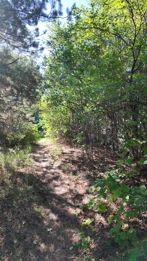 Narrow path. walk along the path. vertical video 4k 60 frames. Autumn natur.. Stock Footage 316216212