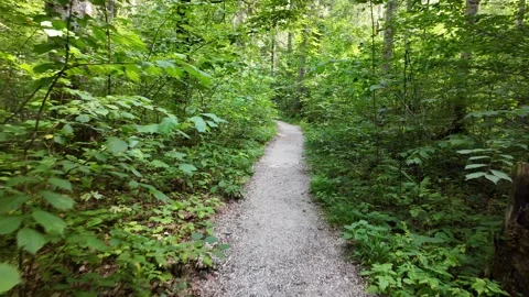 Narrow Path Winding Through Dense Green Forest Vídeo Stock 347579322