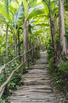 Narrow path winding through a lush tropical banana grove Stock Photos