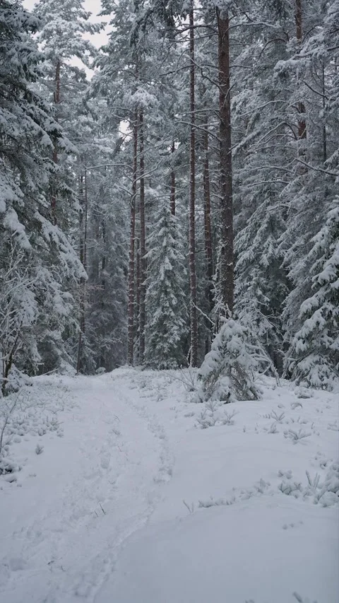 Narrow path winding through a snowy winter forest with tall pine trees and fresh Видео 325207865