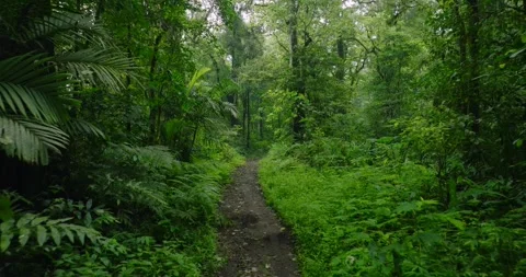 A narrow path winds through a dense, green rainforest. Stock Footage 273188353