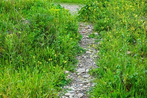 A narrow path winds through a lively field filled with wildflowers and green  Stock Photos