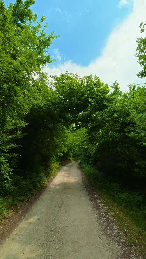 Narrow path winds through thick green trees. Vrmdza Lake, Serbia. Vertical Stock Footage 338029003